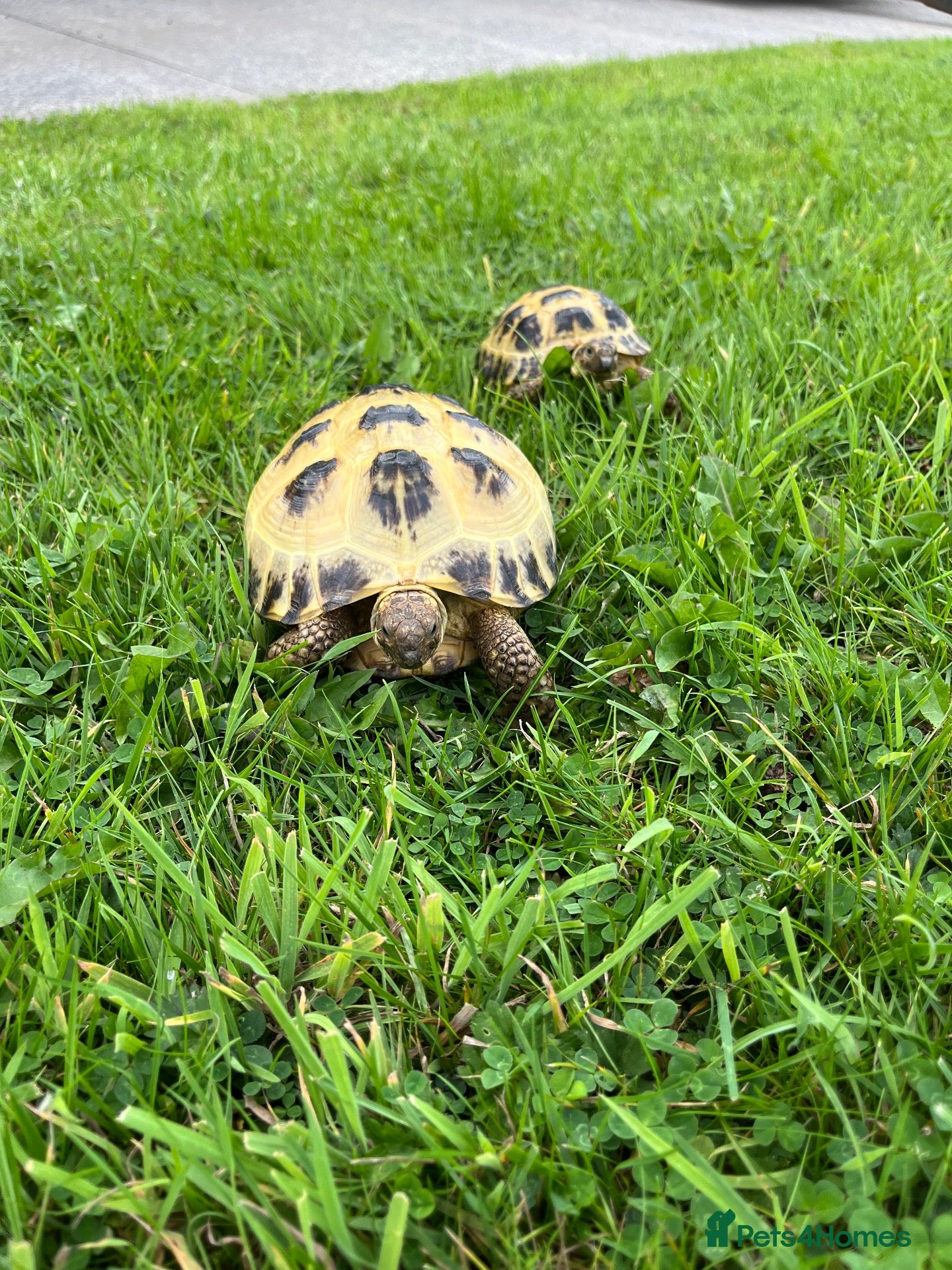 Tortoise reptiles Greek tortoise  - Advert 9