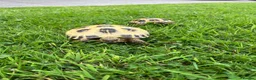 Tortoise reptiles for sale: Greek tortoise  - Advert 1