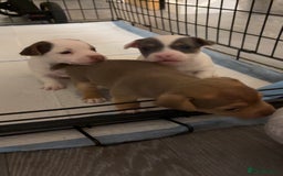 Jack Russell dogs for sale: Miniature Jack Russell’s   - Image 5