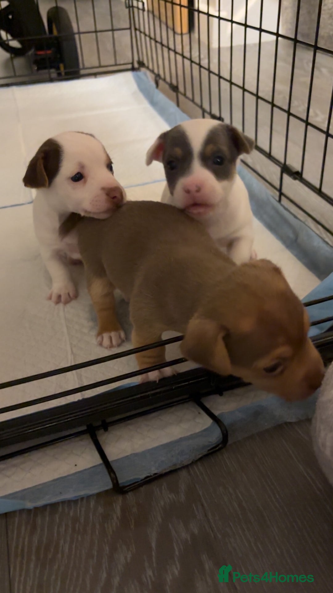 Jack Russell dogs for sale: Miniature Jack Russell’s   - Image 5