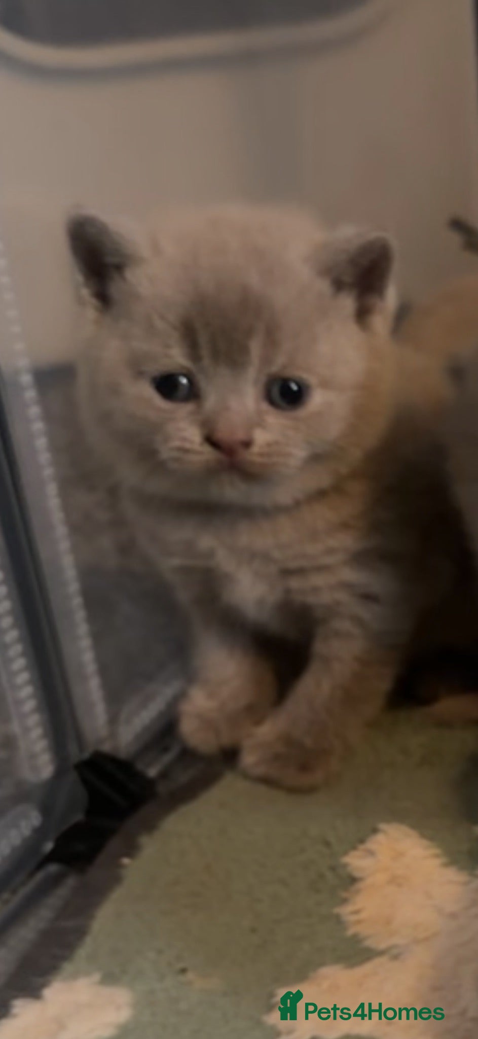 British Shorthair cats 🐾 3 Beautiful British Shorthairs Left 🐾 - Advert 15