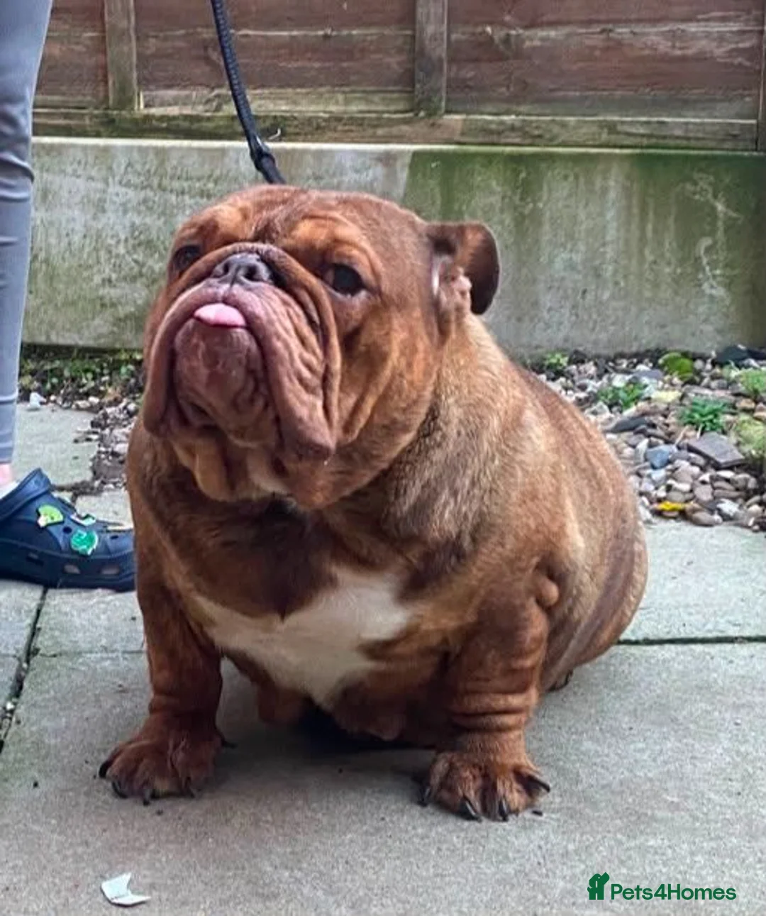 English Bulldog dogs for sale: Fluffy bulldog puppy in Winsford - Advert 3