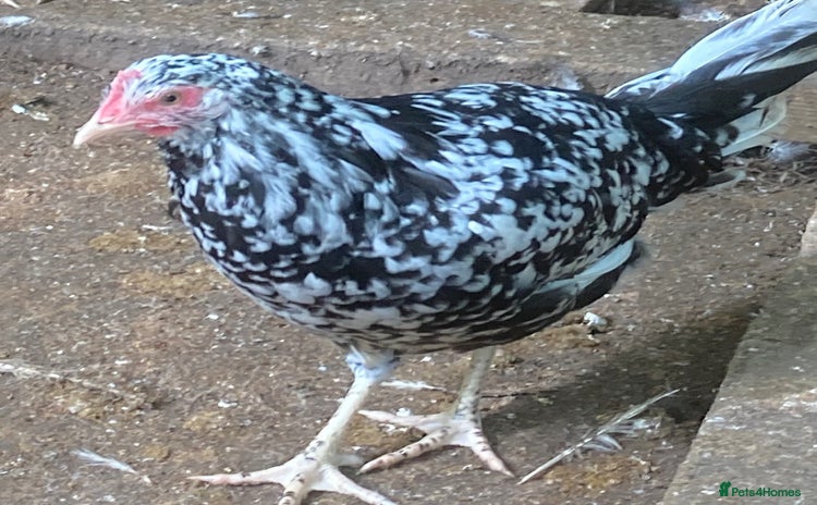 Hens poultry - Advert 8