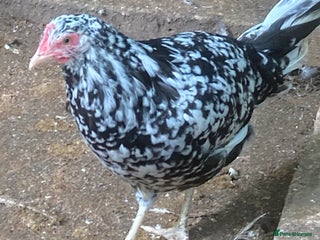 Hens poultry - Advert 8