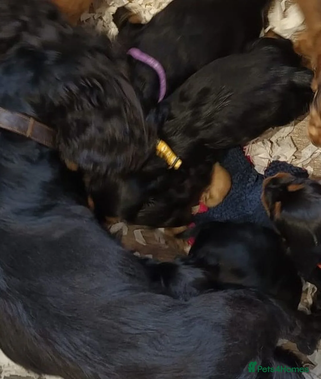 Cocker Spaniel dogs for sale: Show Type Kc Reg Cocker Spaniel Puppies - Advert 31