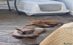 Siamese cats for sale: 10 week old kittens  - Image 2