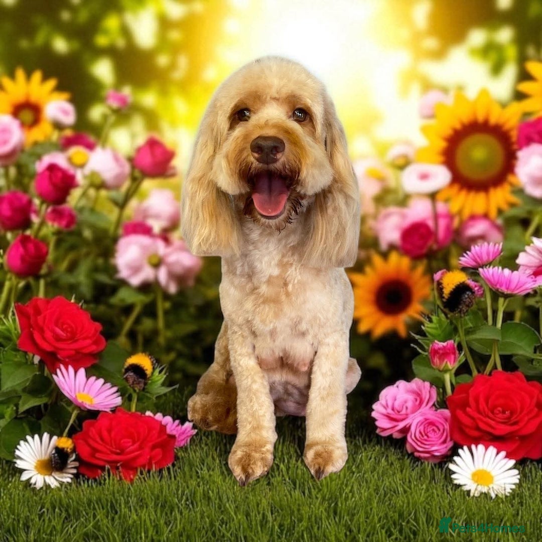 Cockapoo dogs for sale: Reduced!! Stunning F1B Toy Cockapoo Puppies  - Image 17