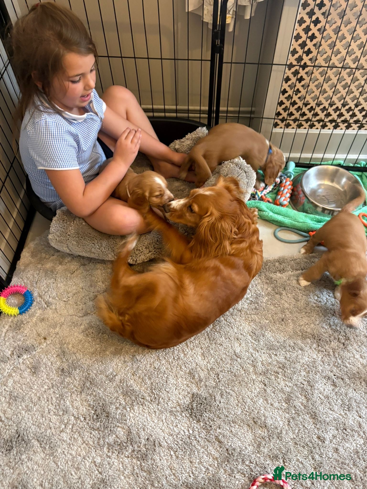 Cocker Spaniel dogs Beautiful Golden cockers free insurance with agria - Advert 2