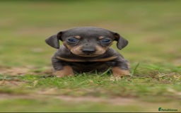 Miniature Dachshund dogs for sale: Miniature Dachshund Puppies  - Image 11