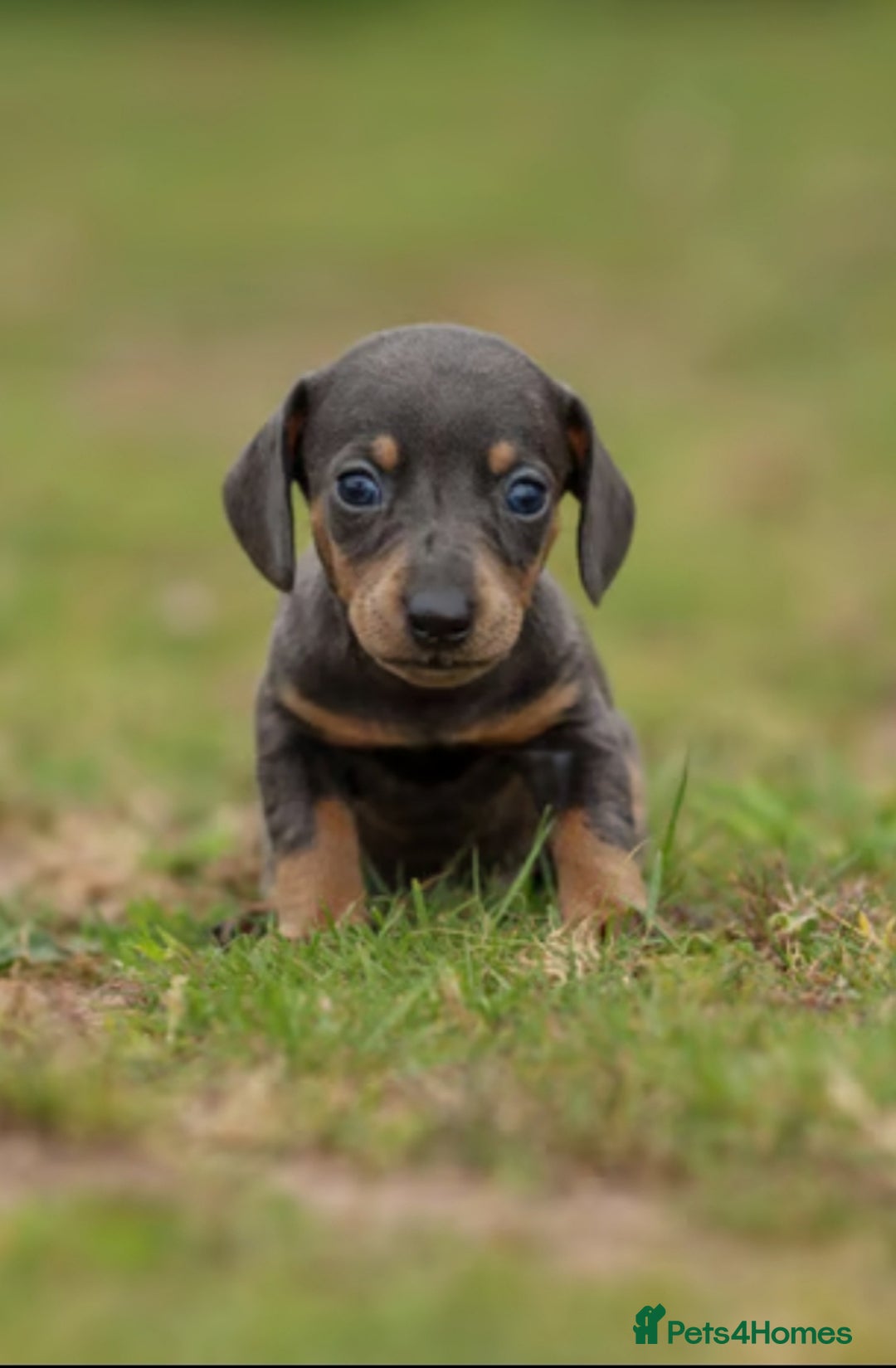 Miniature Dachshund dogs for sale: Miniature Dachshund Puppies  - Image 11