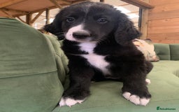 Bernedoodle dogs for sale: Standard Bernedoodle Girls Available  - Image 1