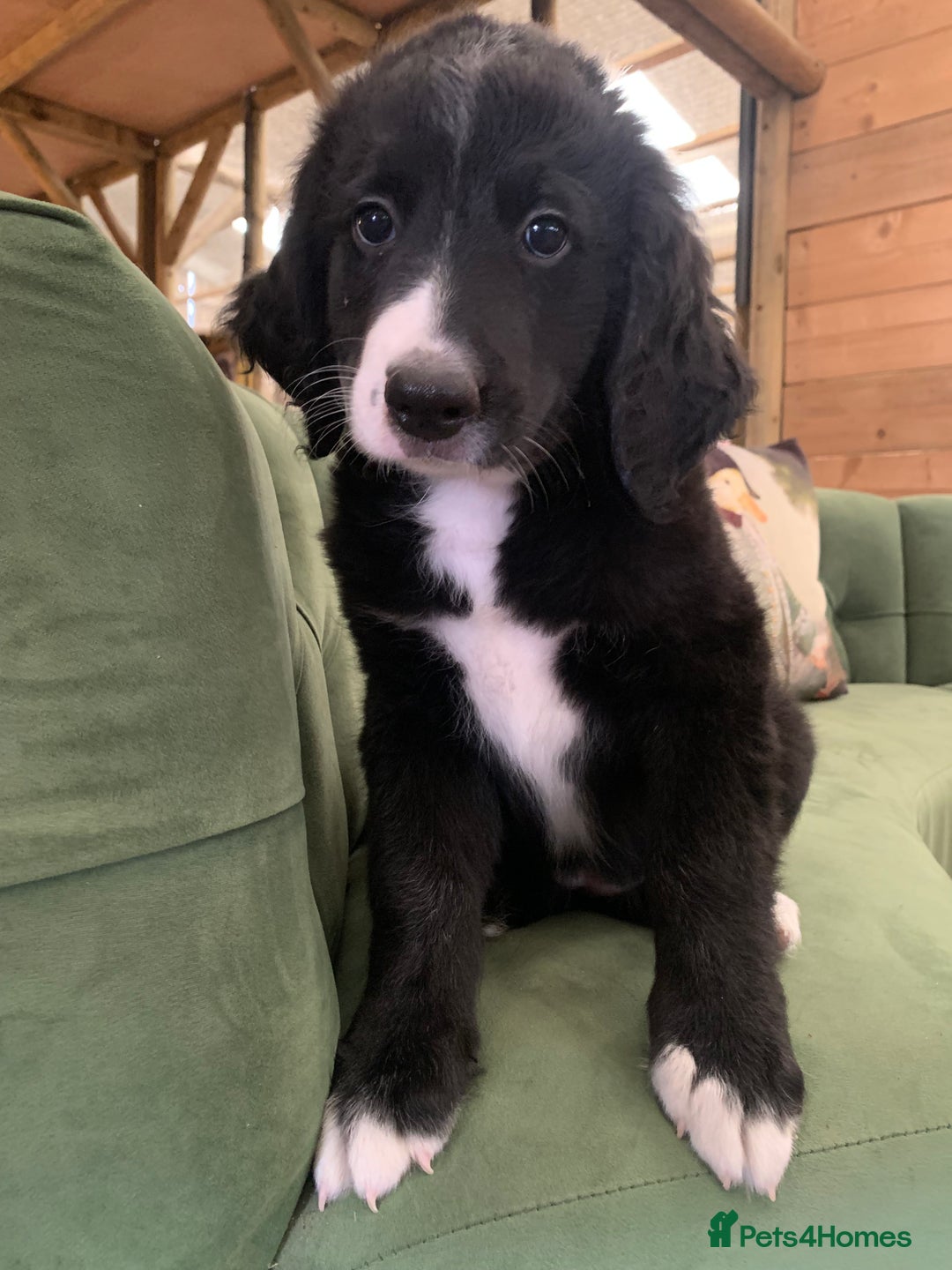 Bernedoodle dogs for sale: Standard Bernedoodle Girls Available  - Image 1