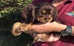 Cocker Spaniel dogs for sale: Whitchurch, Shropshire. Cocker Spaniel Puppies - Image 11