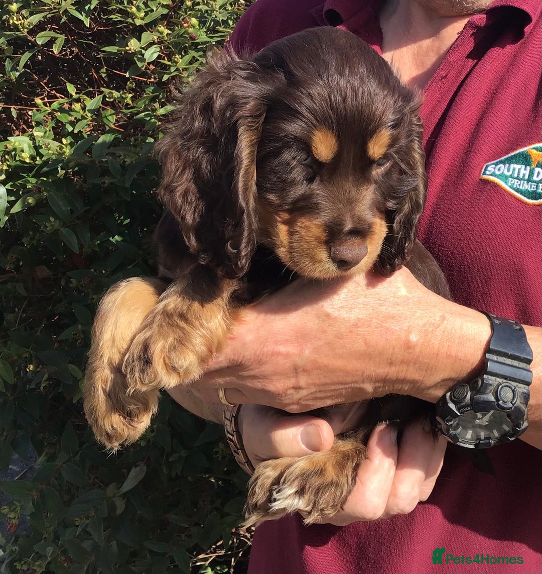 Cocker Spaniel dogs for sale: Whitchurch, Shropshire. Cocker Spaniel Puppies - Image 11
