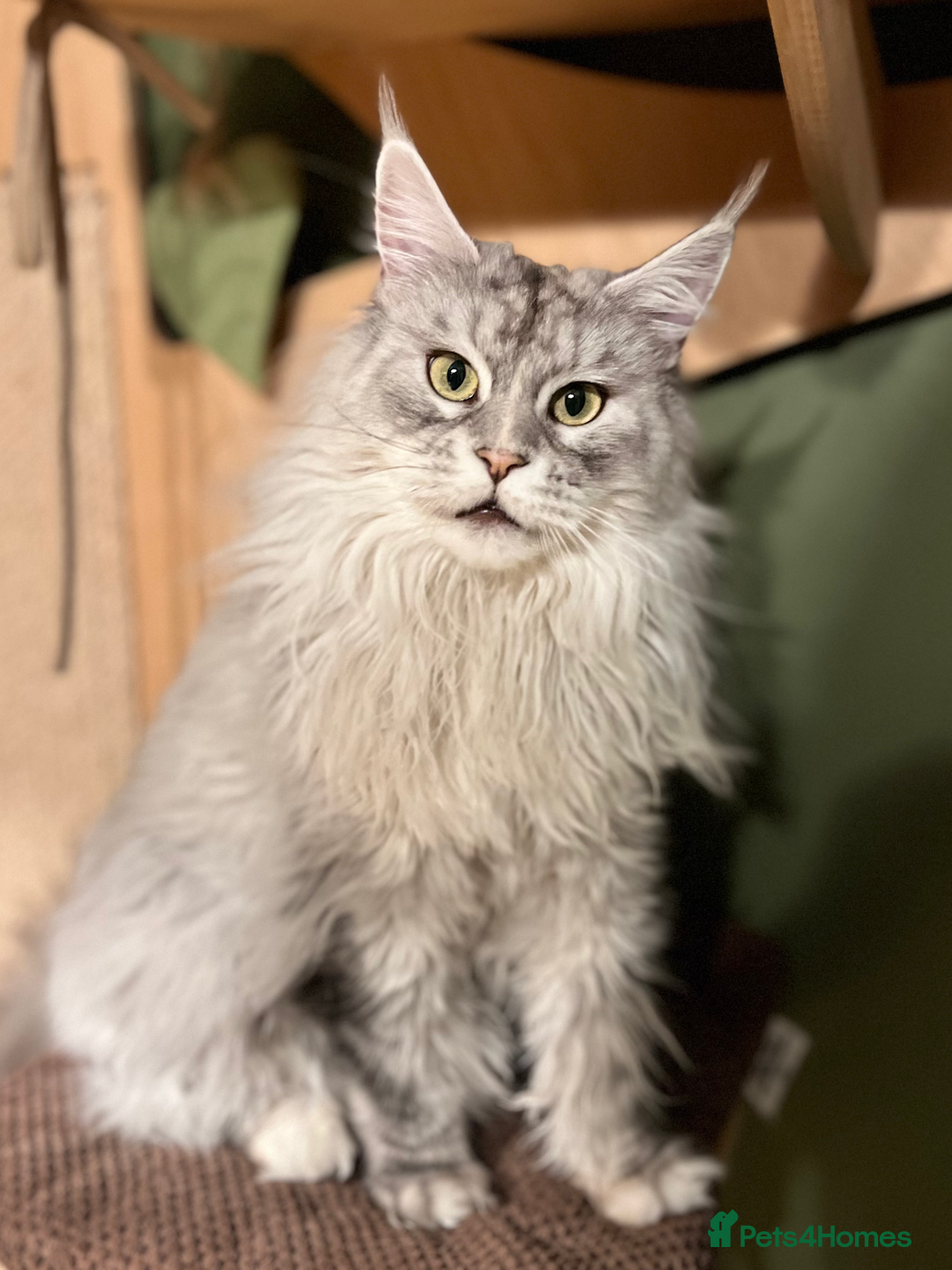 Maine Coon cats for sale: Meet This Special Maine Coon Girl - Image 4