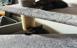 Domestic Shorthair cats for sale: 3 Black kittens with white spot - Image 1
