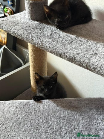 Domestic Shorthair cats - Advert 2