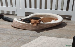 Jack Russell dogs for sale: 2 x Beautiful Jack Russells  - Image 12