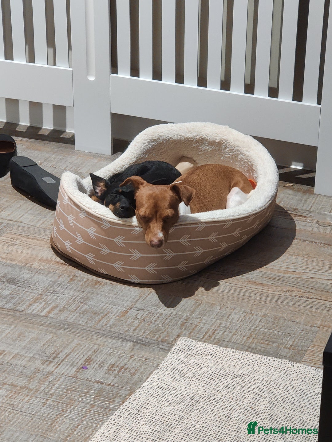 Jack Russell dogs for sale: 2 x Beautiful Jack Russells  - Image 12