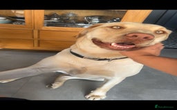 Labrador Retriever dogs for sale: GORGEOUS PUPS COMING SOON!  - Image 2