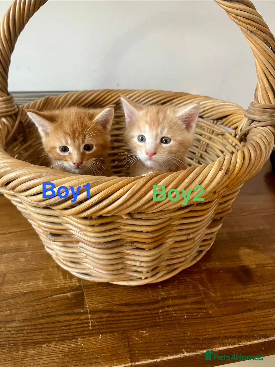 Mixed Breed cats for sale: 4Maine Coon Cross Male Kittens Need Loving Homes . - Advert 1