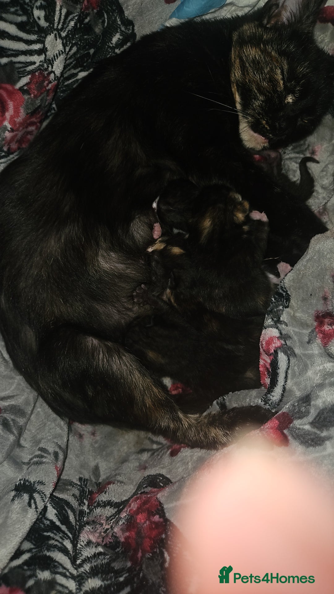 Mixed Breed cats for sale: Kittens for sale - Image 9