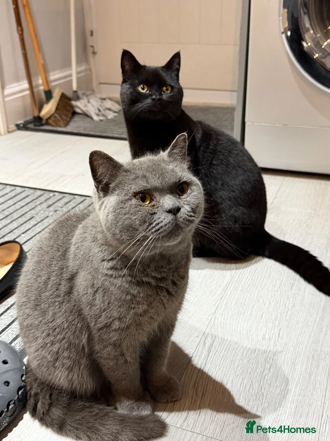 Mixed Breed cats for sale: Cats for sale  - Advert 1