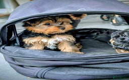 Yorkshire Terrier dogs for sale: 3 Male Yorkshire terriers left  - Image 14