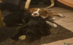 Mixed Breed dogs for sale: Dogue De Bordeaux X. House & Bsc obedience trained - Image 5