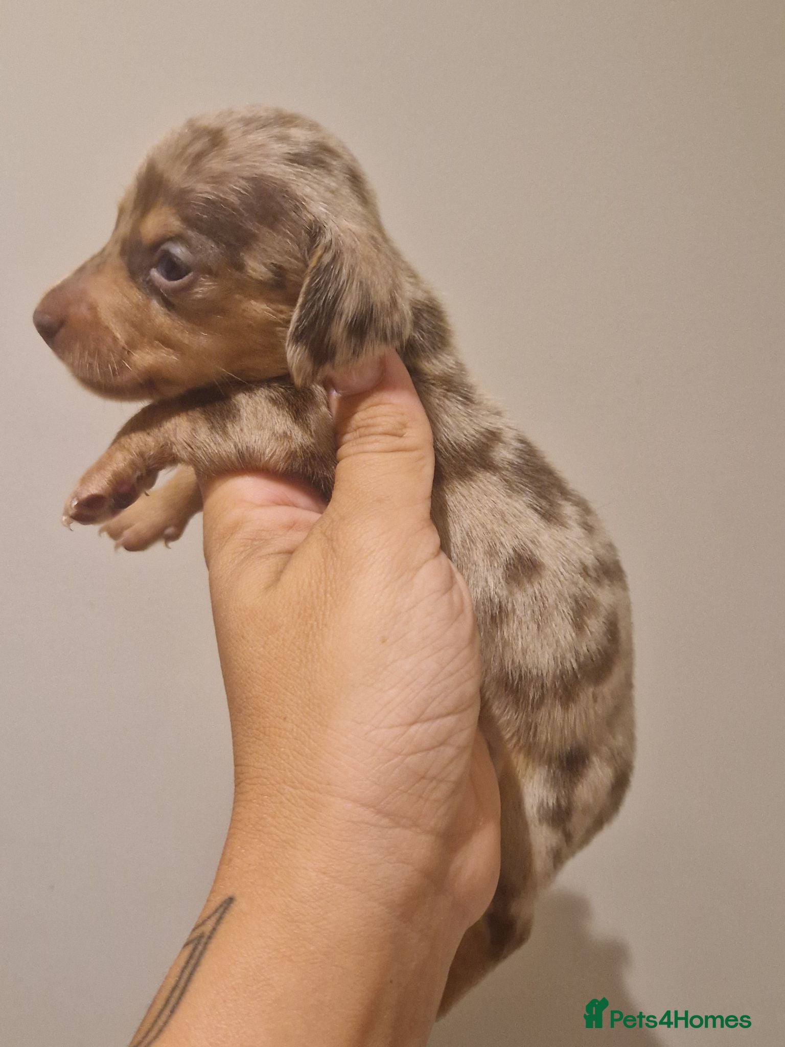 Miniature Dachshund dogs KC Reg smooth haired daxies - Advert 4