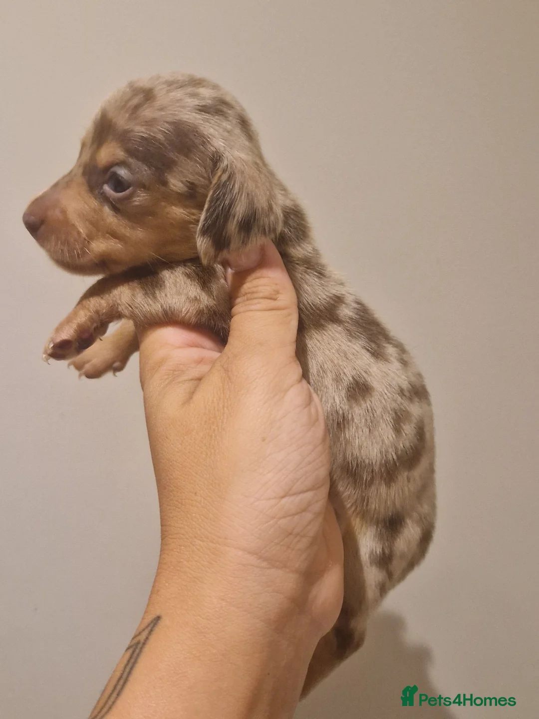 Miniature Dachshund dogs for sale: KC Reg smooth haired daxies - Advert 1