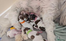 Shih Tzu dogs for sale: ShihApso  - Image 3