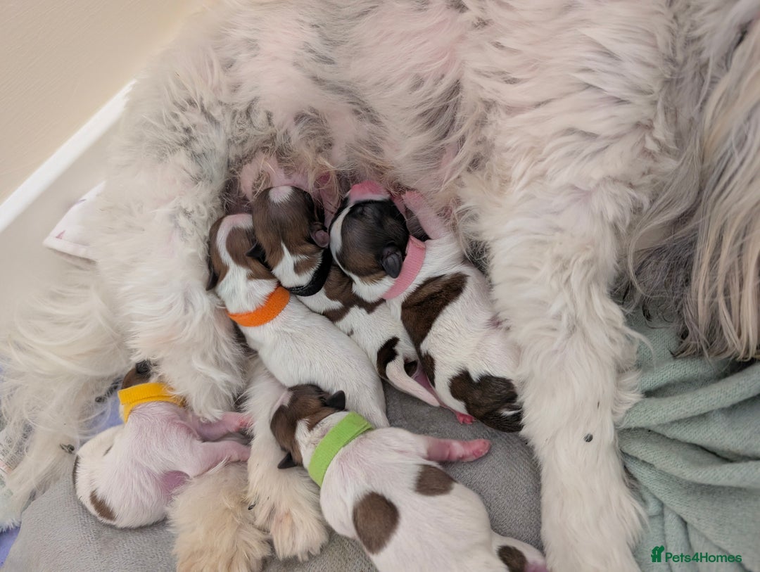 Shih Tzu dogs for sale: ShihApso  - Image 3