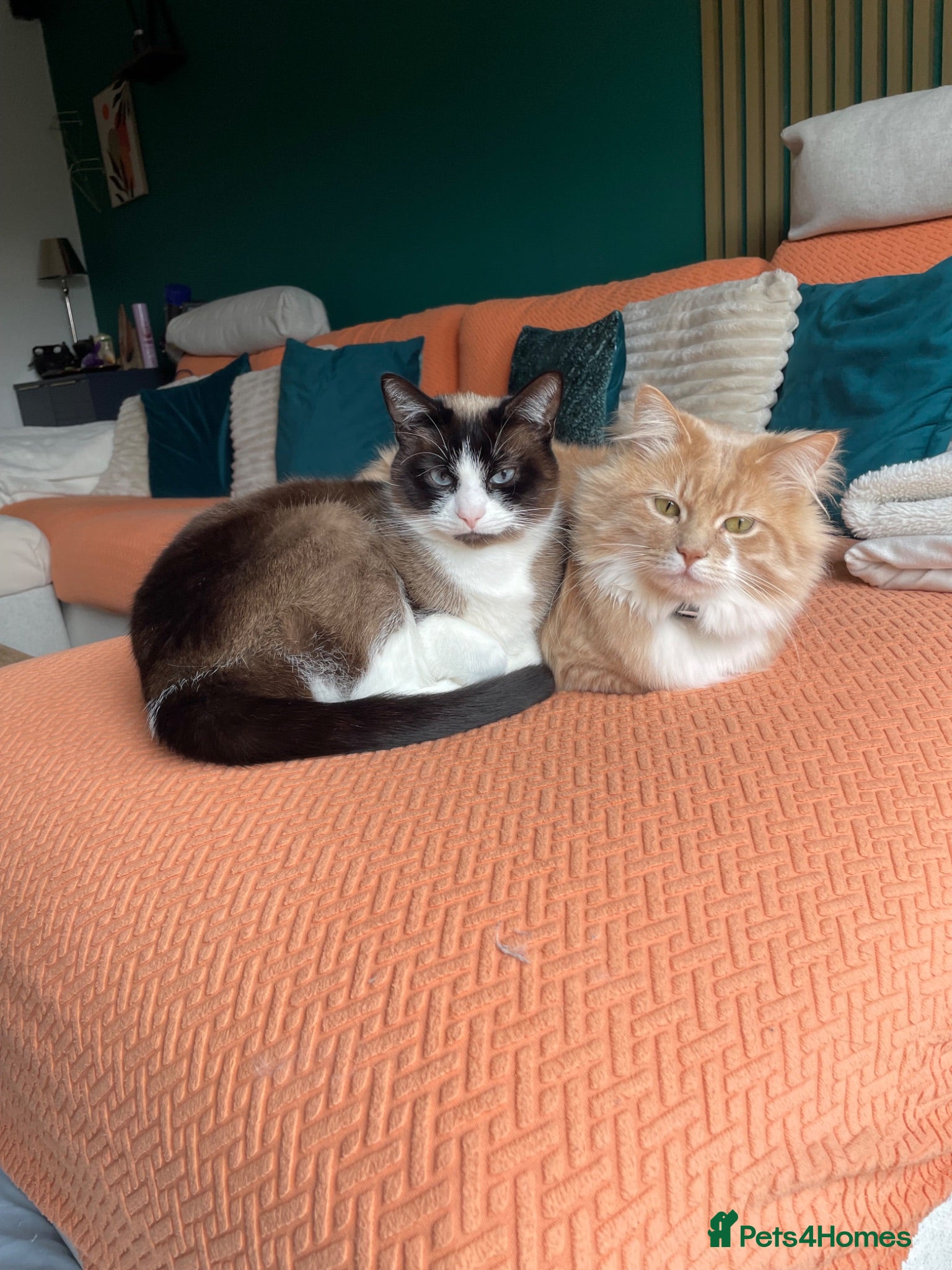 Mixed Breed cats Coco and kiwi  - Advert 1