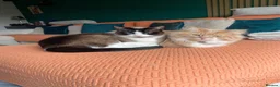 Mixed Breed cats for sale: Coco and kiwi  - Advert 1
