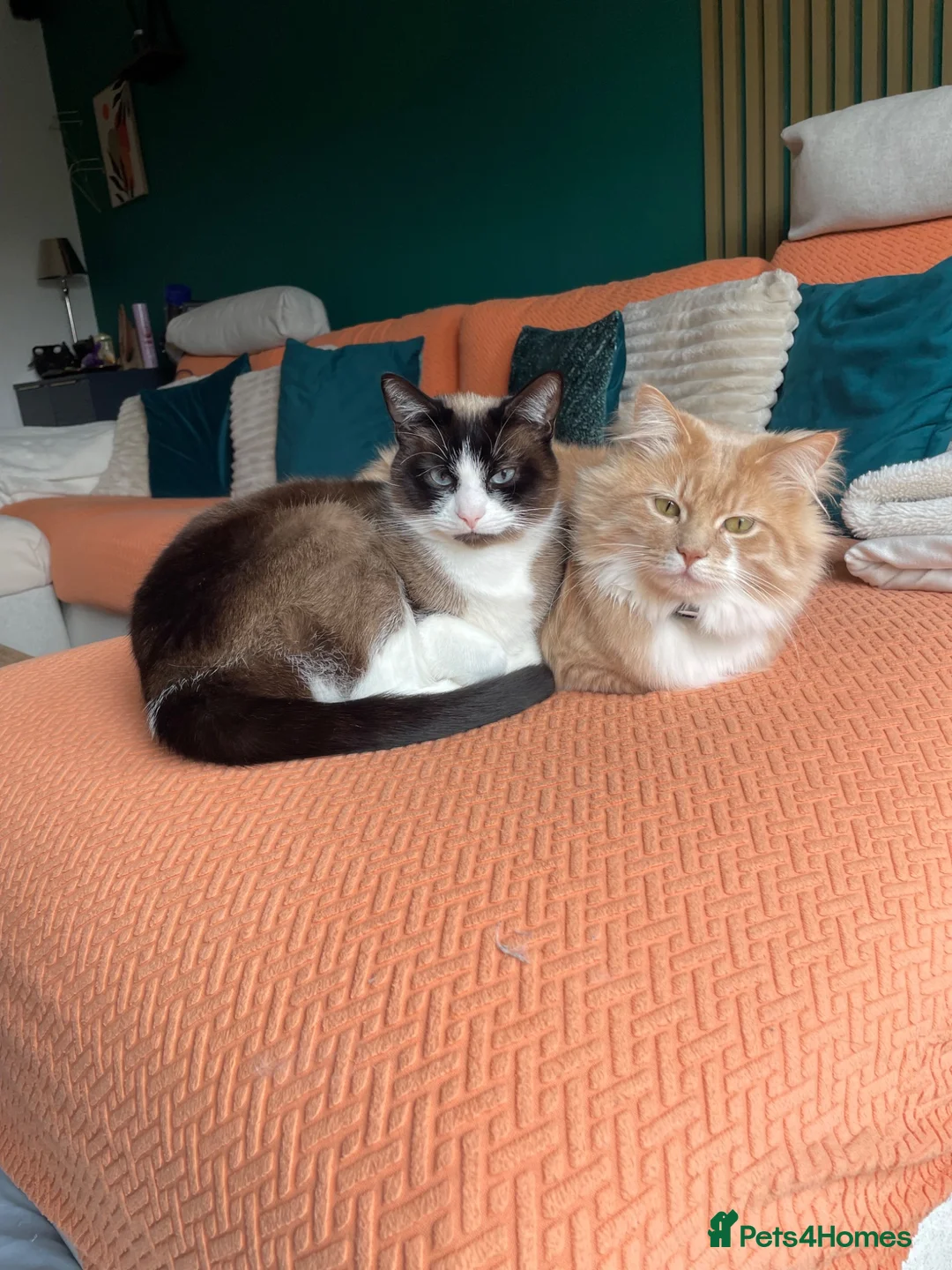 Mixed Breed cats for sale: Coco and kiwi  - Advert 1