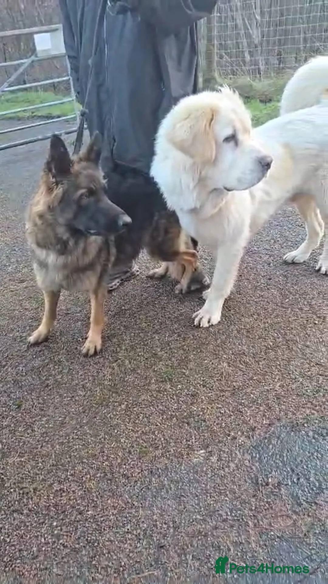 Mixed Breed dogs for sale: Highland Shepherd Puppies!!! - Advert 8