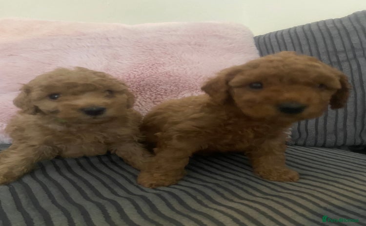 Cavapoo dogs - Advert 4