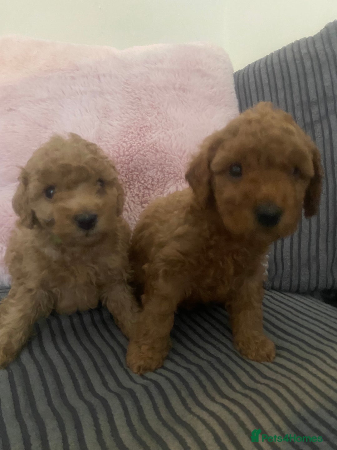 Cavapoo dogs for sale: Cavapoo puppy ready 21st October 1 girl left  - Advert 6