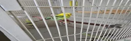 Budgerigars birds for sale: Budgie & cage with accessories. in Walsall - Advert 1