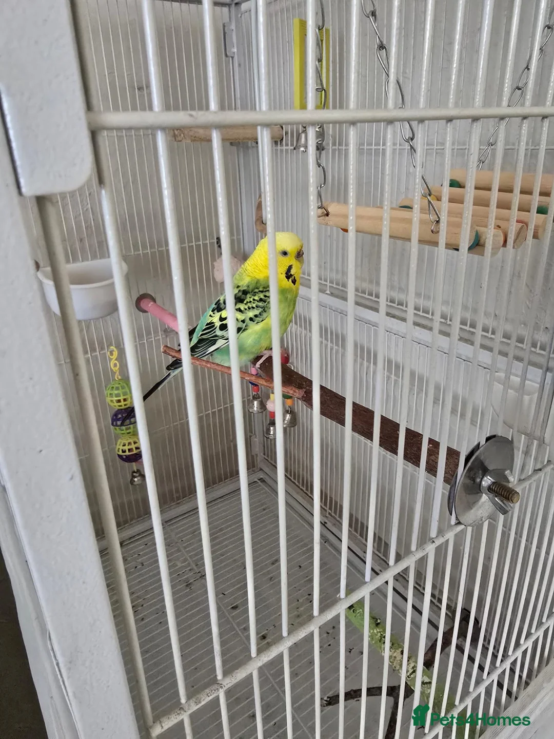 Budgerigars birds for sale: Budgie & cage with accessories. in Walsall - Advert 1