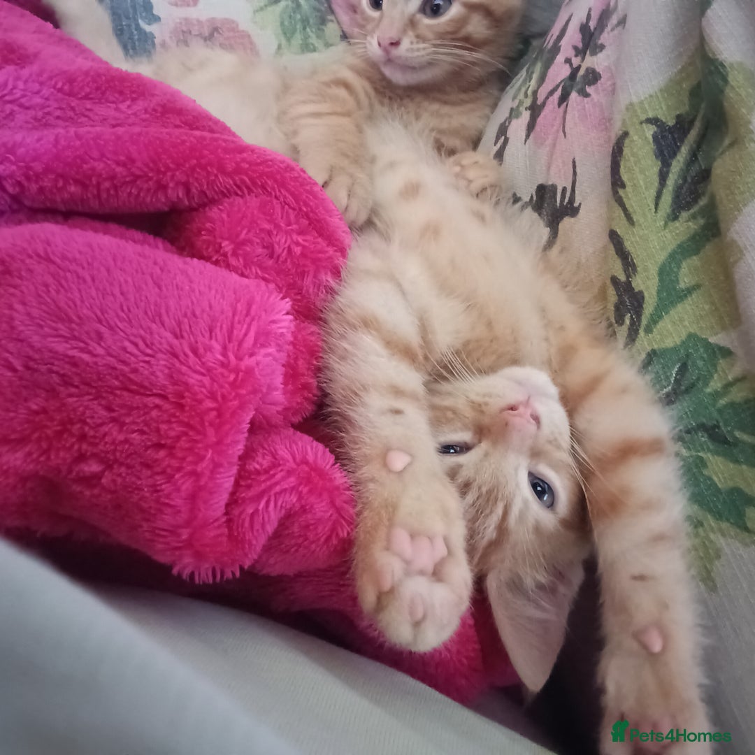 Mixed Breed cats for sale: Beautiful smiley kittens  - Image 2