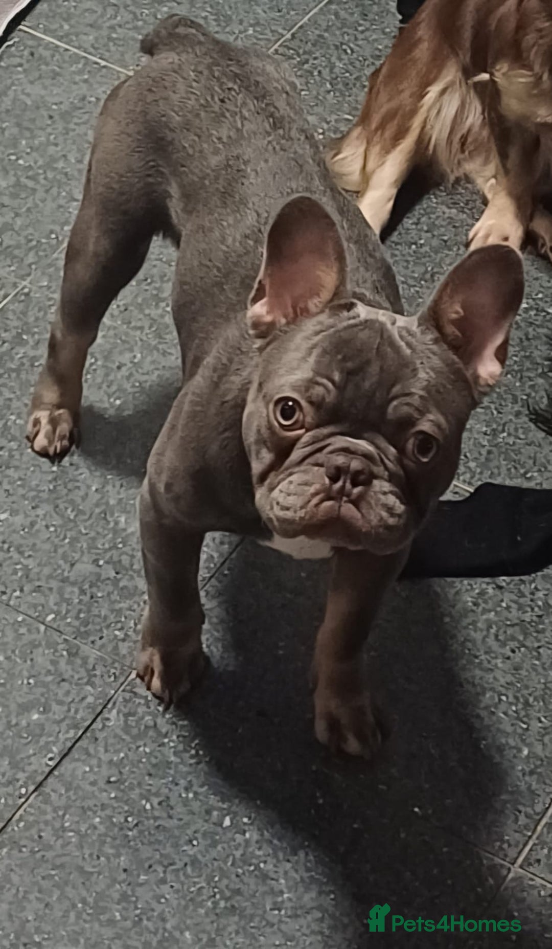 French Bulldog dogs for sale: Male frenchie  - Advert 2