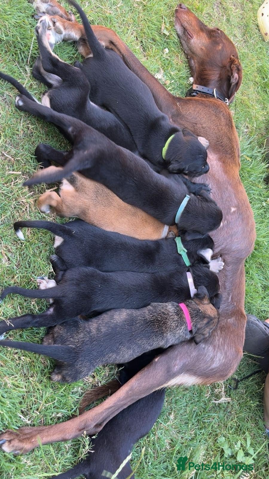 Mixed Breed dogs Suzuki Cross whippet puppy  - Advert 1