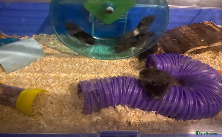 Hamster rodents - Advert 12