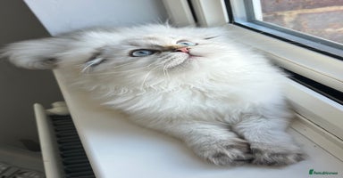Scottish Fold cats - Advert 2