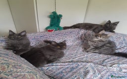 Maine Coon cats for sale: solid blue+ maine coon 1boy 3girls TICA - Advert 7