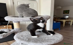 Mixed Breed cats for sale: British shorthair 5 mix kittens  - Image 19