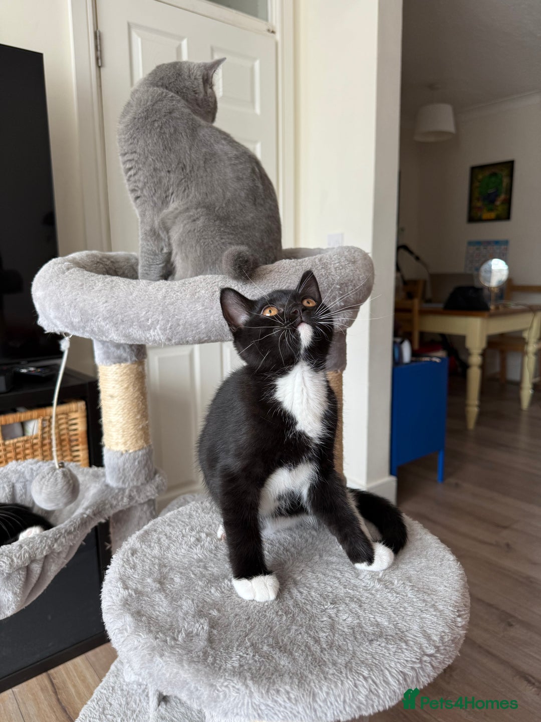 Mixed Breed cats for sale: British shorthair 5 mix kittens  - Image 19