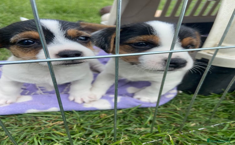 Jack Russell dogs - Advert 2